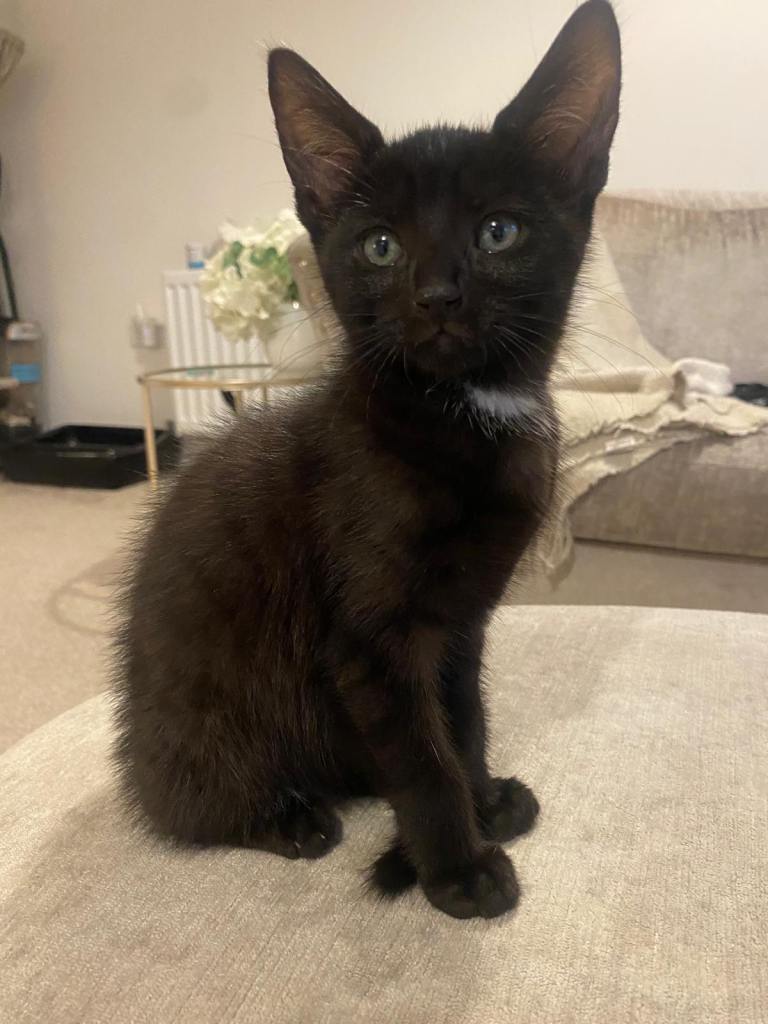 Beautiful litter of 6 kittens- 10 weeks old