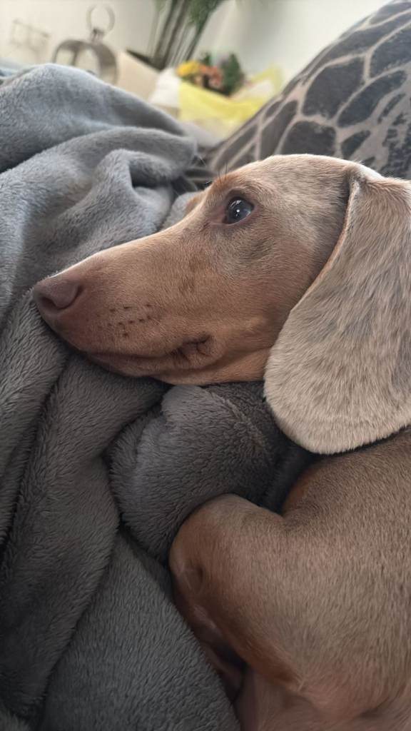 Beautiful Miniature Dachshund For Sale – 2 Years Old