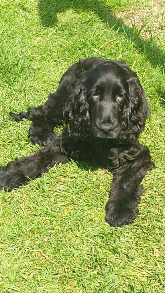 Show Type Cocker Spaniel - 4 months old