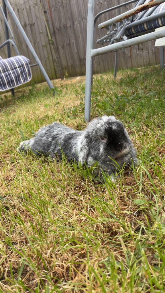 Mini lop my name is aero 