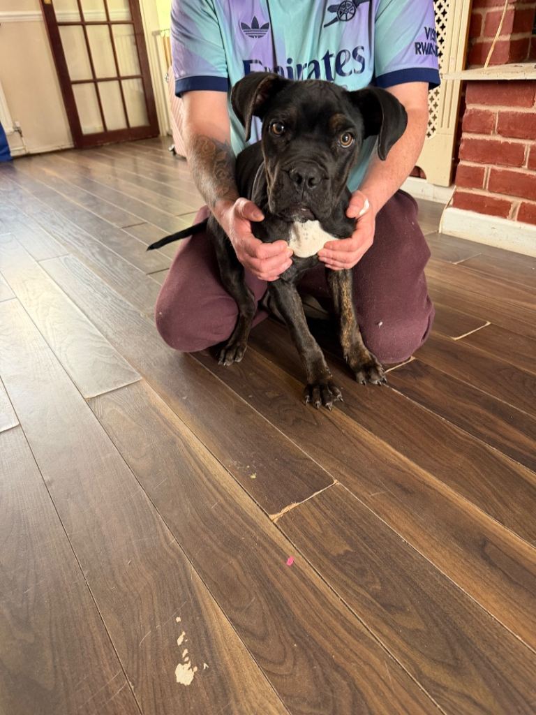 Xena is looking for a new home 