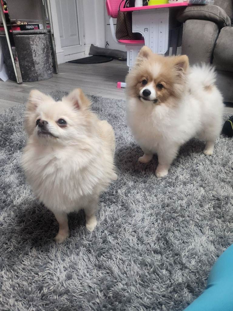 Male Pomeranian 5 months Old 