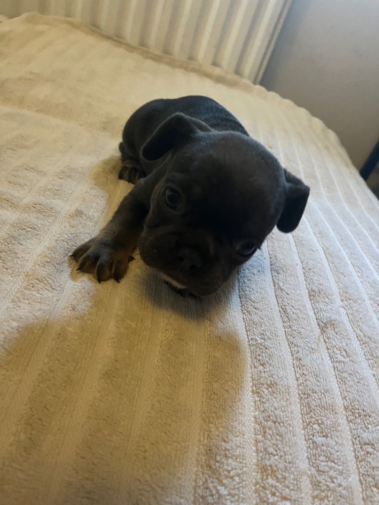 French bulldog 3 puppies 
