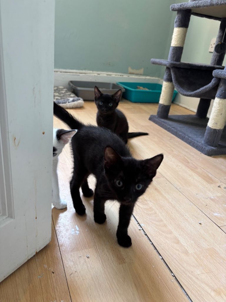Rescue boy kitten 