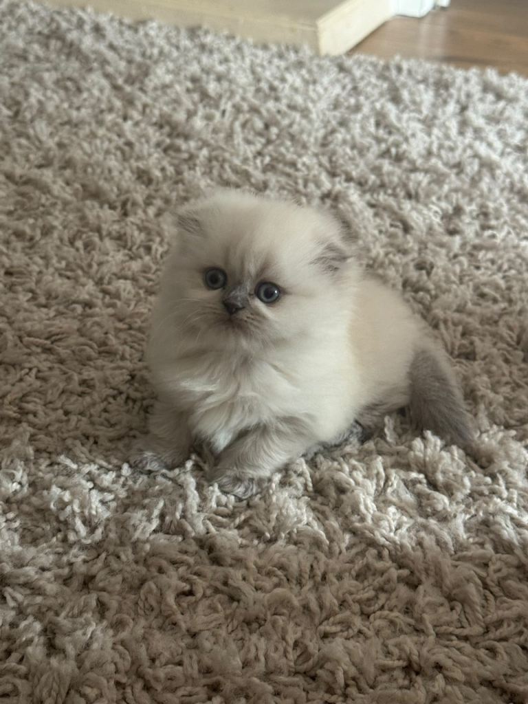 British blue kitten 