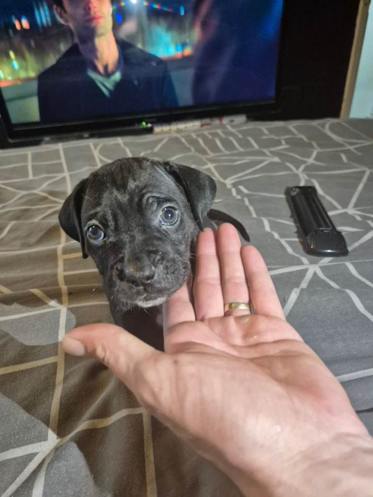 Puppy cane corso
