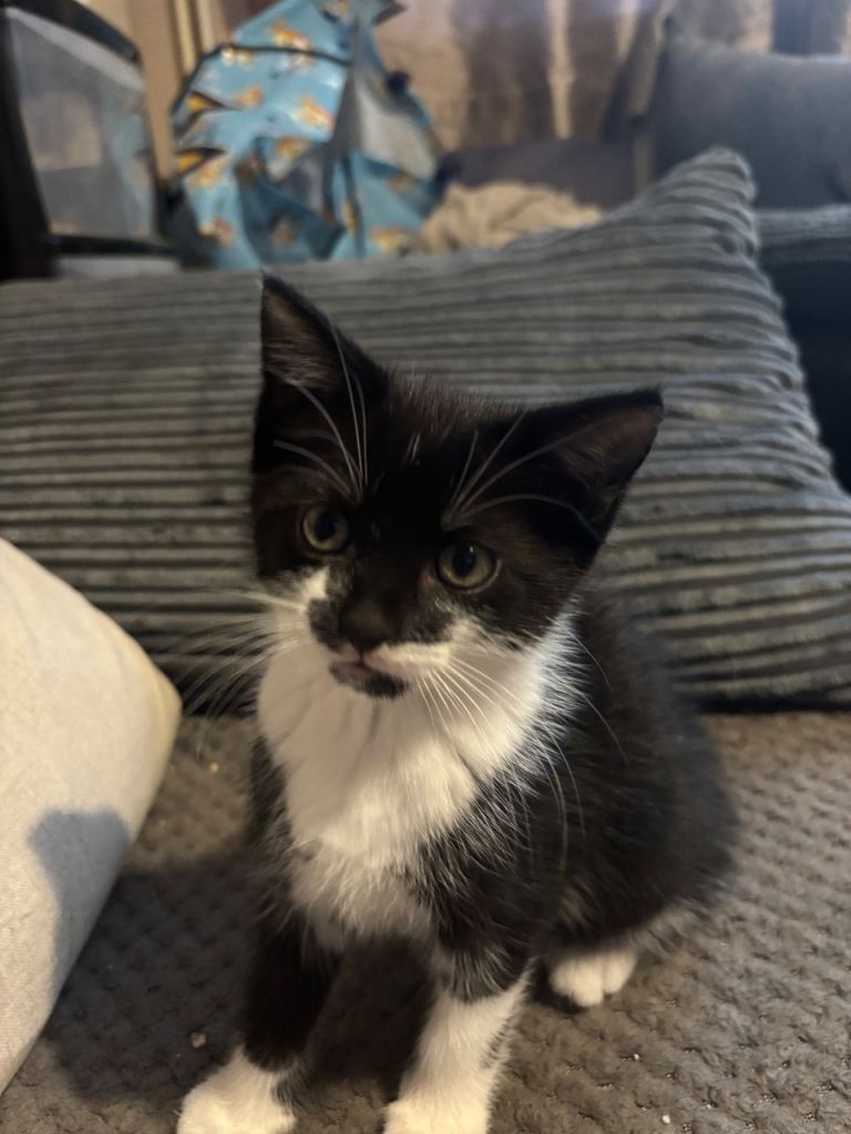 2 beautiful kittens for sale 