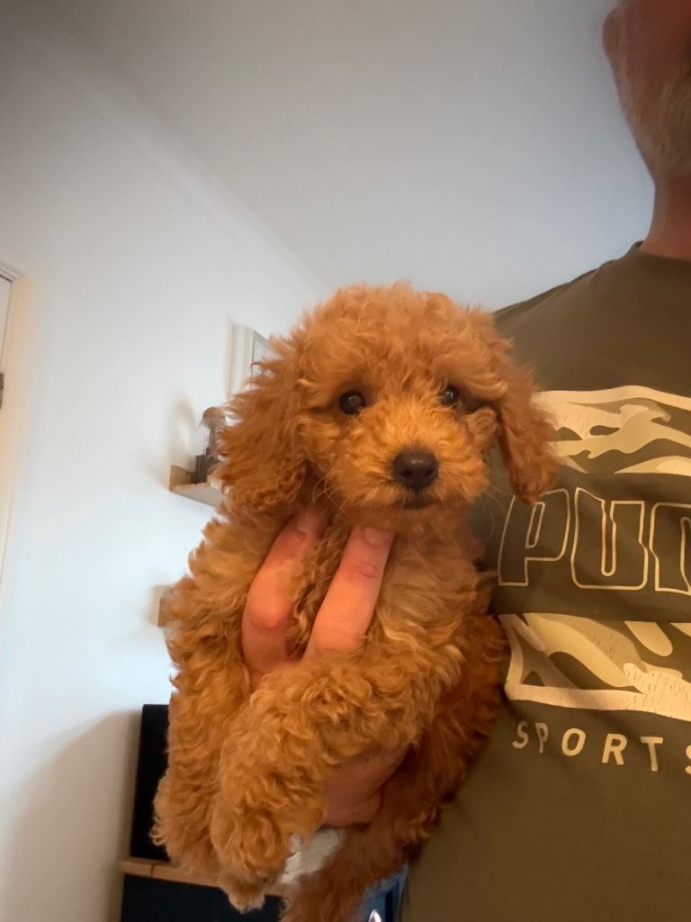 F1b cockapoo puppies .  