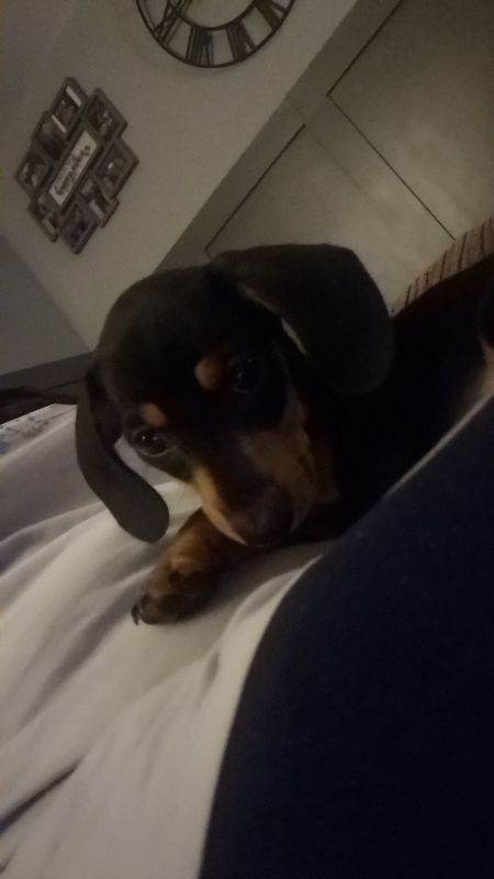Miniature dachshund 