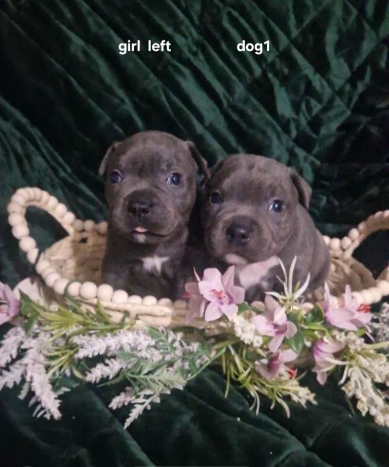 Staffordshire bull terriers pups