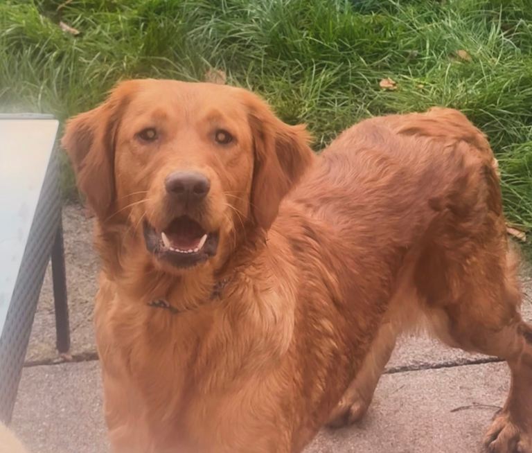 Kc registered golden retriever 