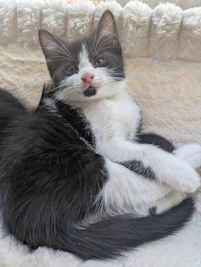Male kitten ready to leave 