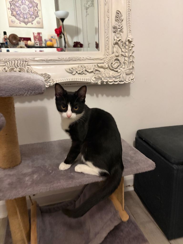 Kitten female for sale