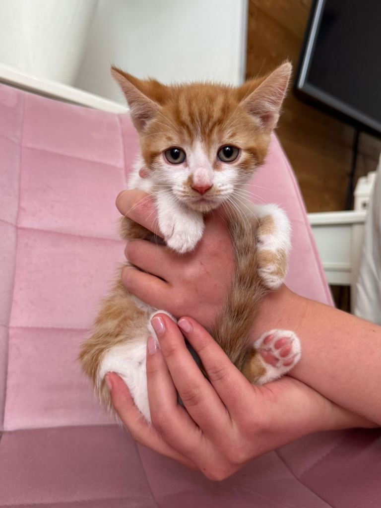 1x boy Ginger tabby kitten 8 weeks (cash only at pick up) 