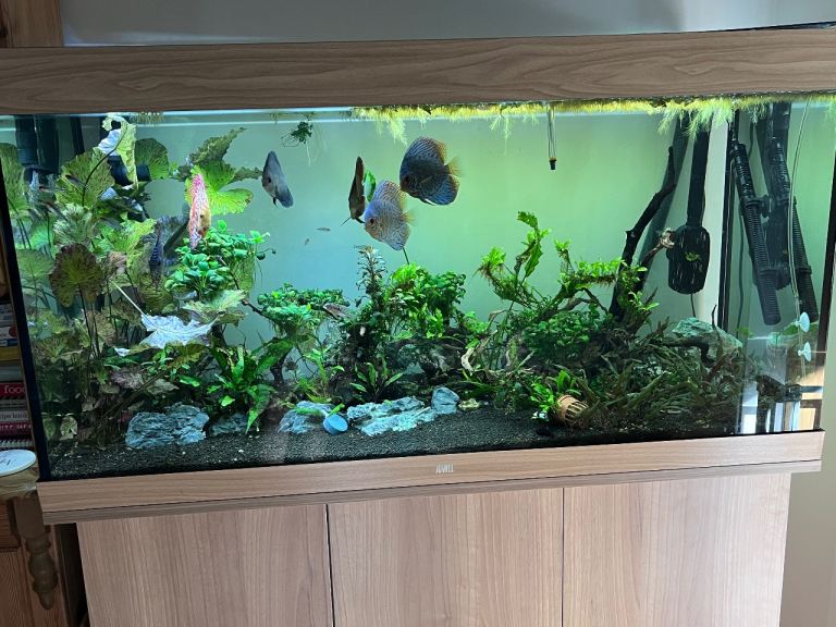 Juwel Rio 350L Aquarium, Cabinet & Fluval FX6 Filter