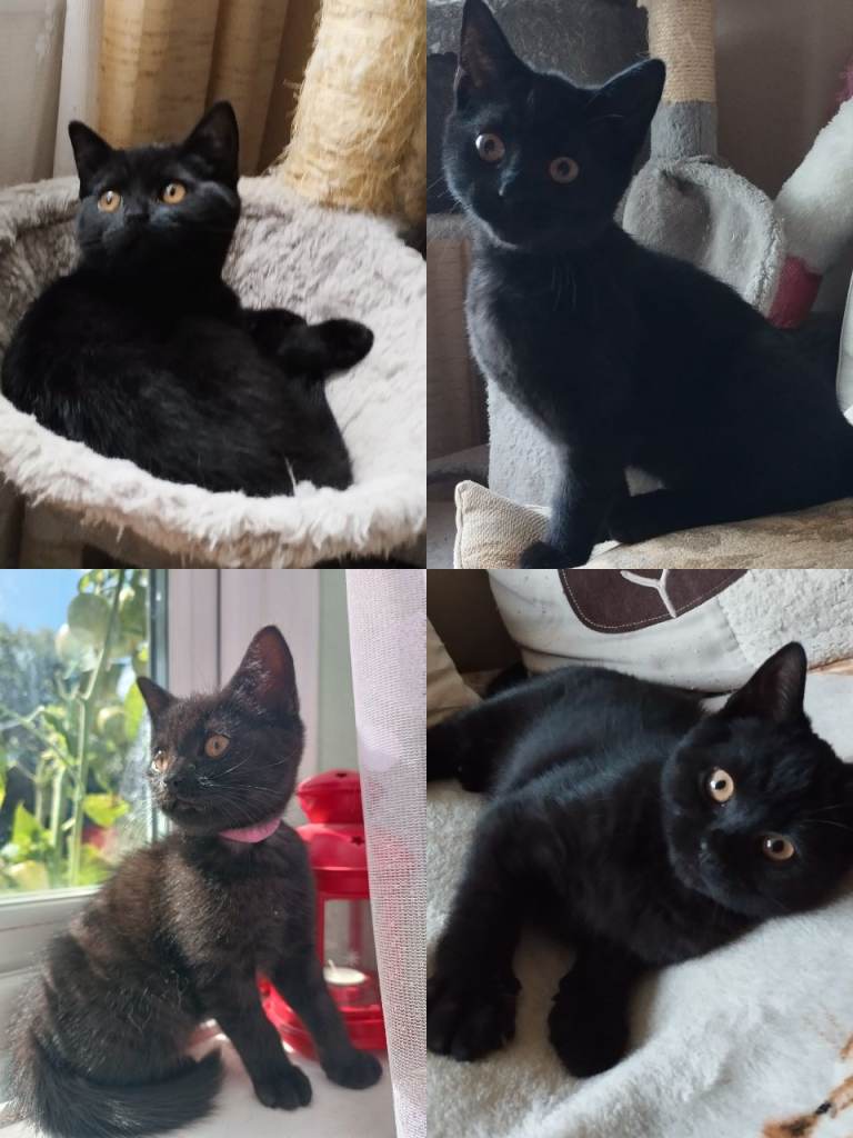 Wonderful Personality 🐾 Our Last Kitten Left