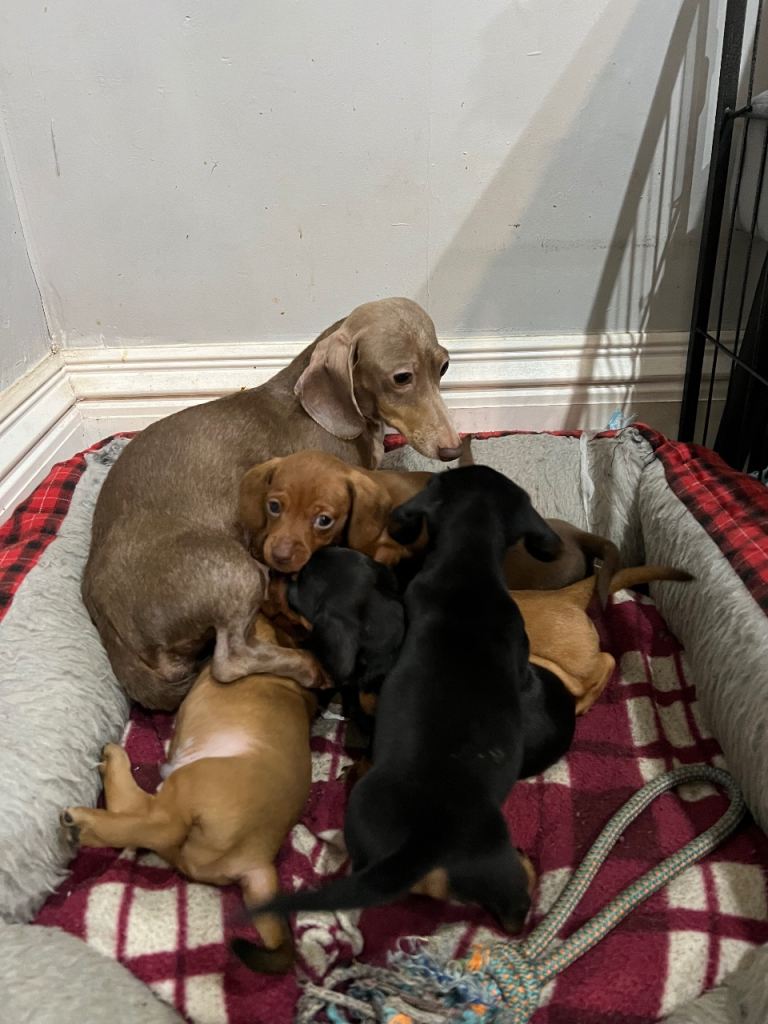 Gorgeous Dachshund Puppies (sausage dog)