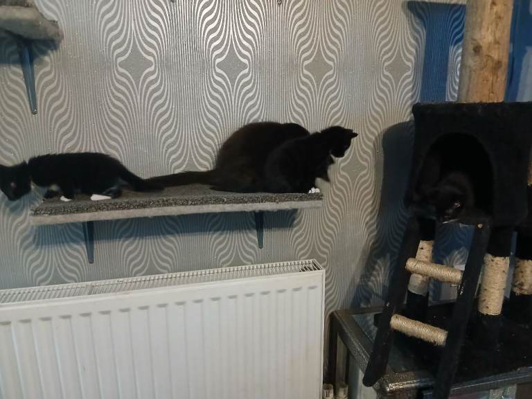 NFC x tuxedo kittens. Ready now. 
