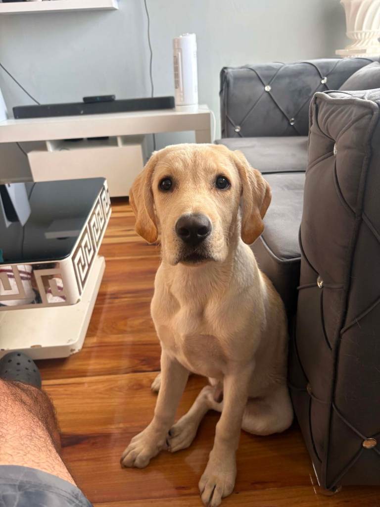Labrador Retriever 