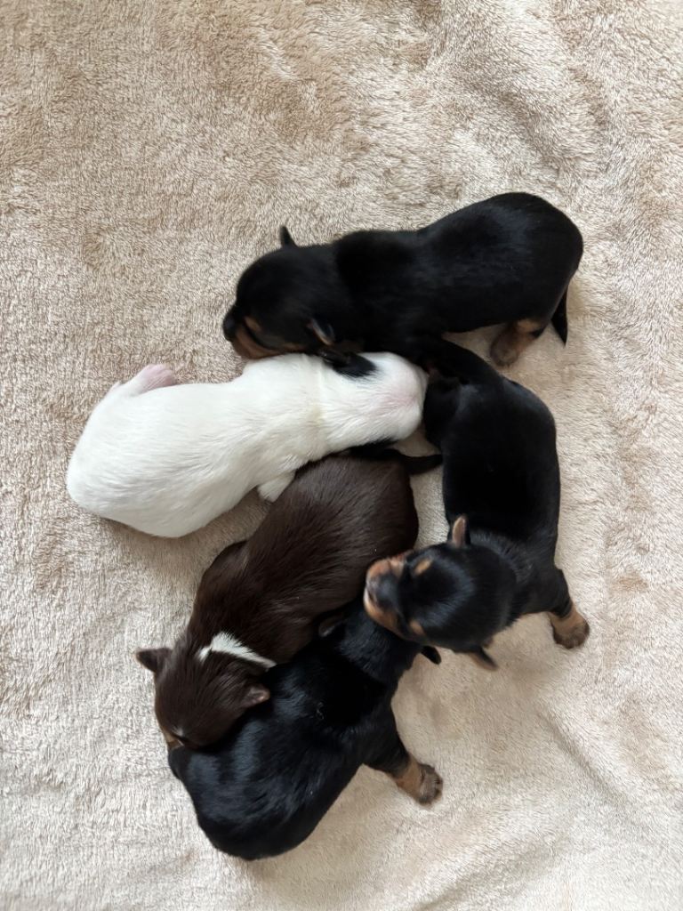 Beautiful purebred Yorkshire terrier pups 🐶 