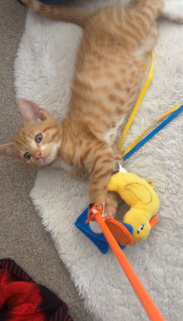 British short hair kitten