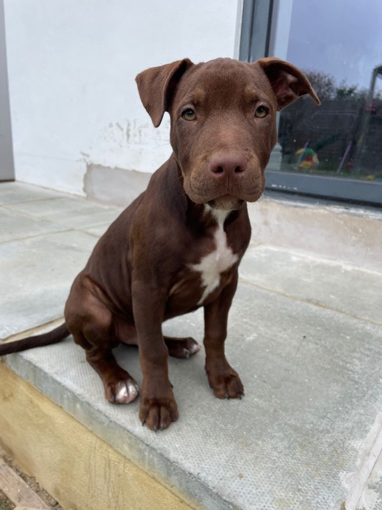 Irish staffordshire bull terrier 