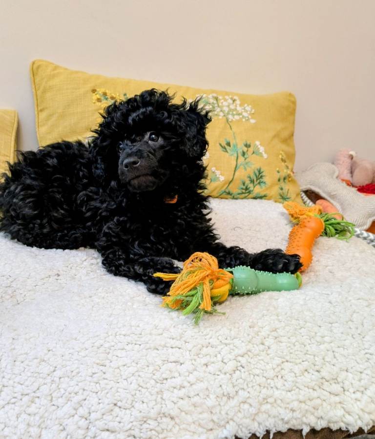 Toy Poodle black girl KC registered 