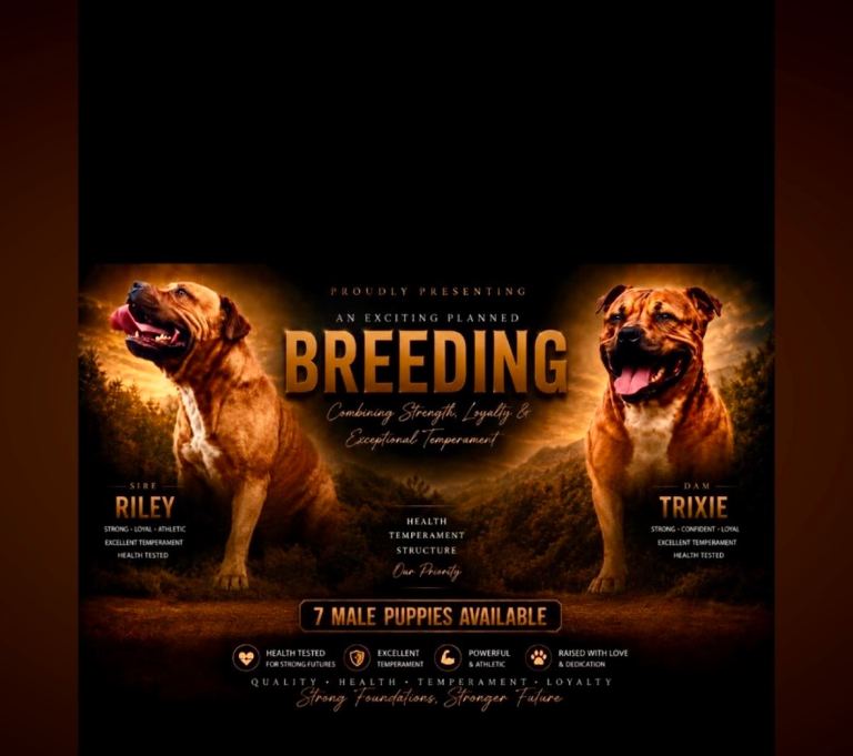 Staffordshire bull terrier pups 6 males available 