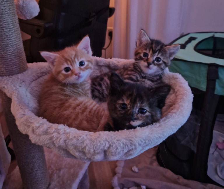 image for 🐾 Beautiful Kittens Looking for Loving Homes 🐾 
