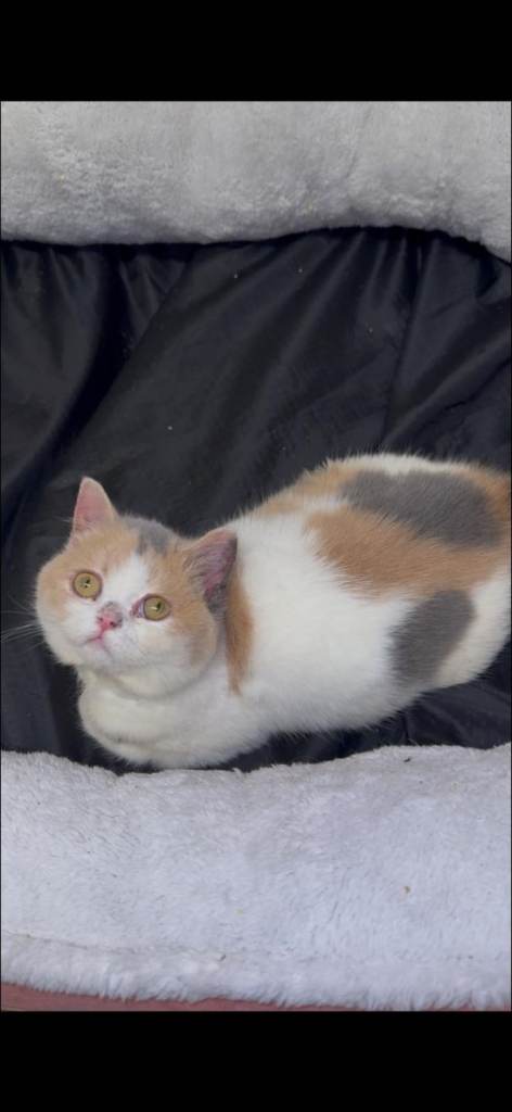Female British shorthair 
