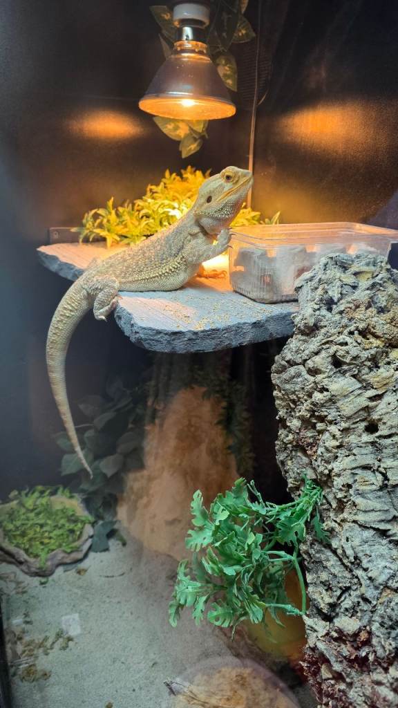 Bearded  dragon 