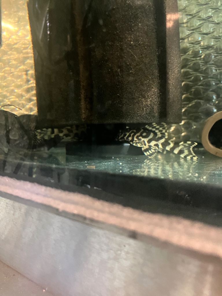 PLECO ,ANGEL FISH , 