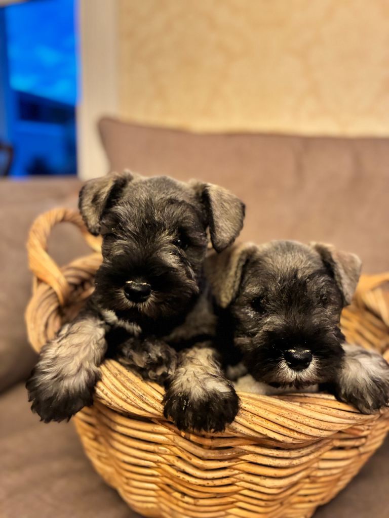 KC Registered Miniature Schnauzer 