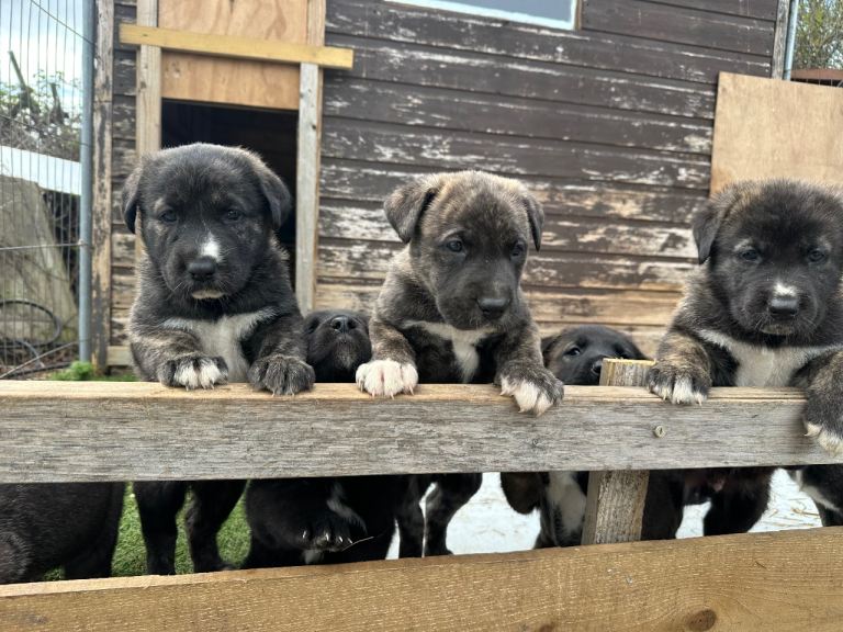 Dane Shepherd Puppies