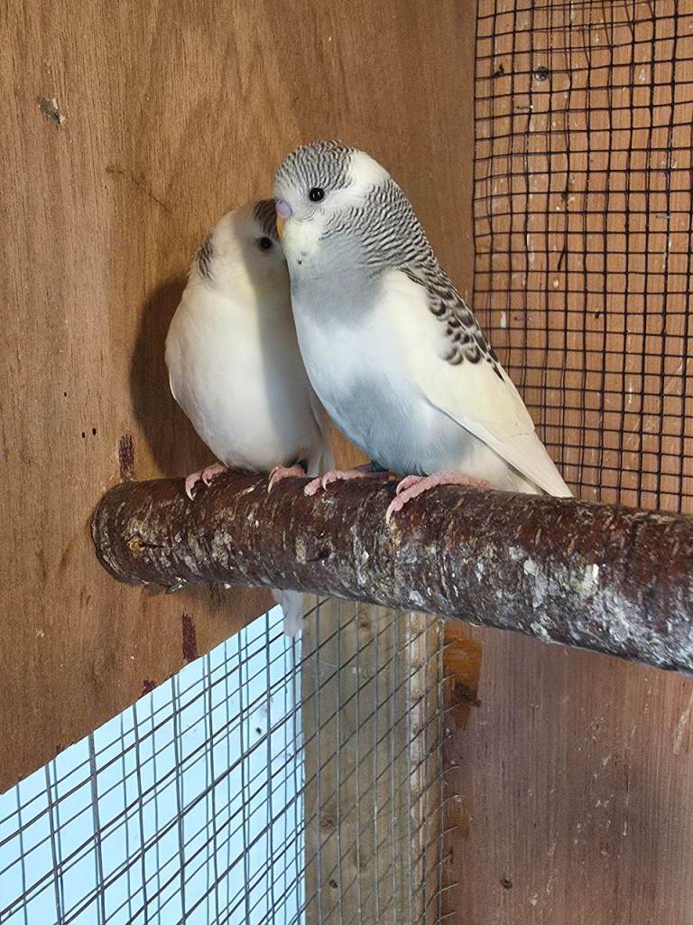 Budgies