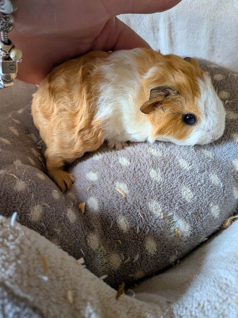 Baby boy guinea pigs