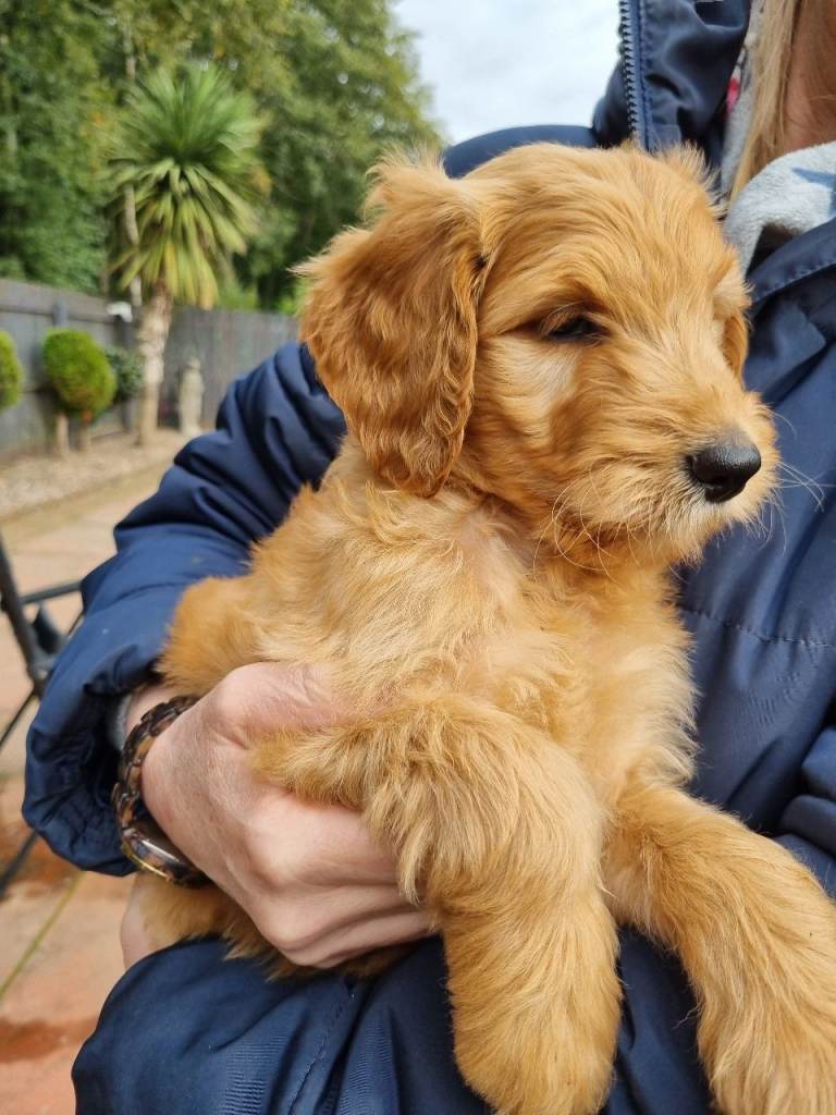 Last Fox Red Girl! Last 2 Goldendoodle boy puppies