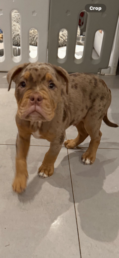 olde English bulldog Boy chocolate Merle