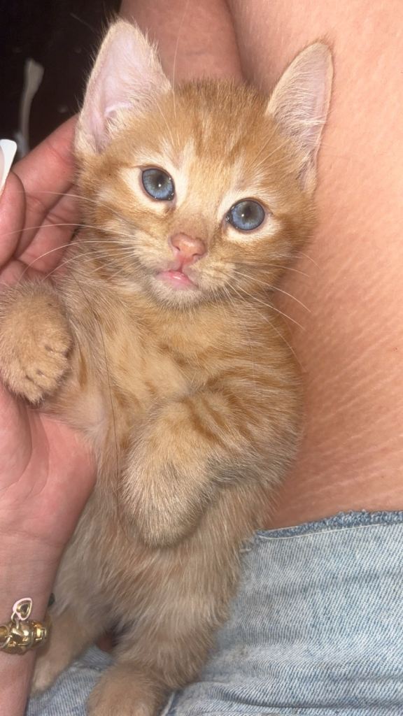 3 male kittens 