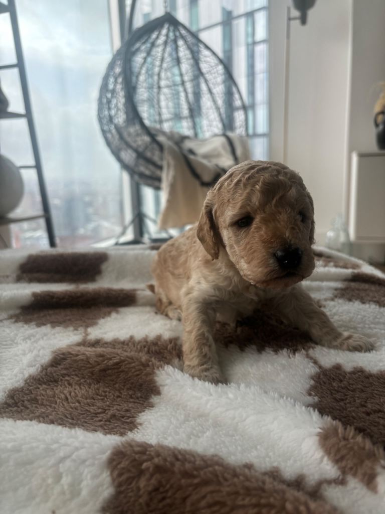 BABY TEDDY FLUFFY COCKAPOO PUPPIES