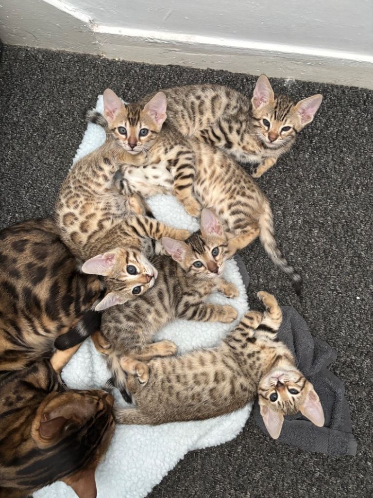Ready now !!!!!Bengal kittens
