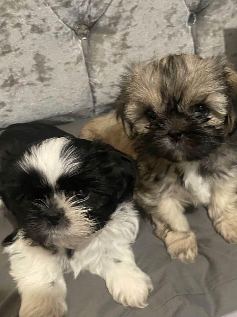 Shih Tzu Puppies 