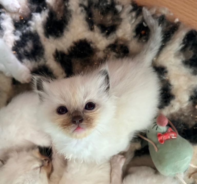 Pure ragdoll kittens 