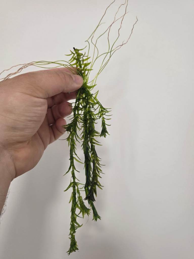 Healthy aquarium plants for sale – Egeria densa (Elodea)
