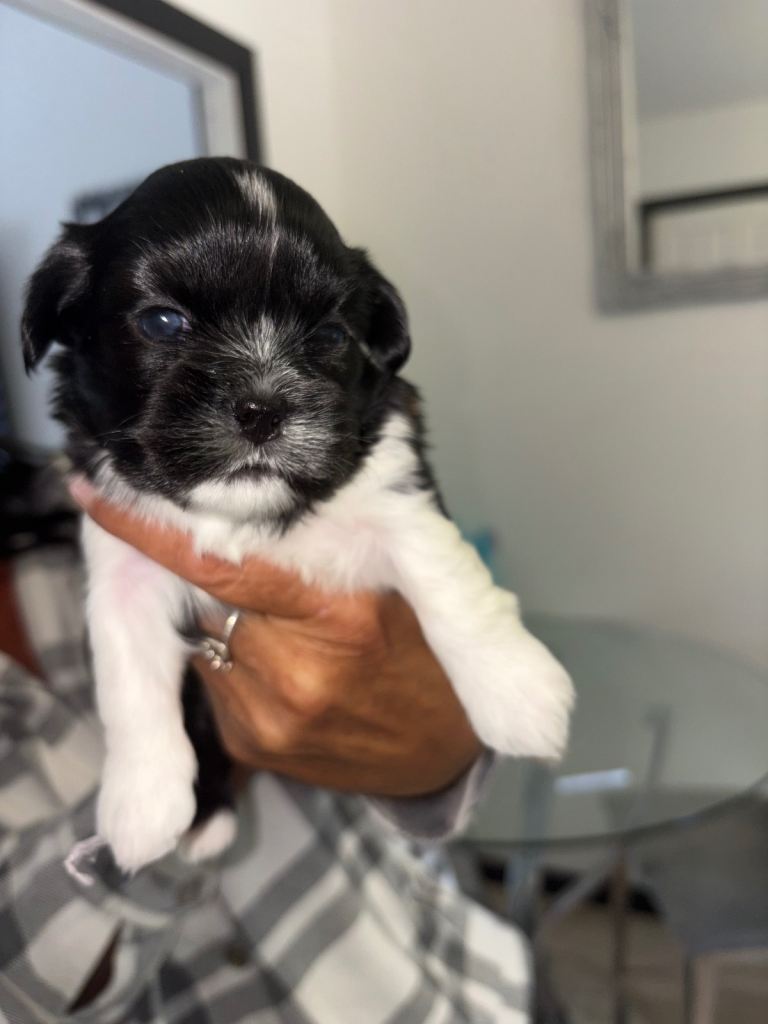 Lhasa apso puppies for sale 