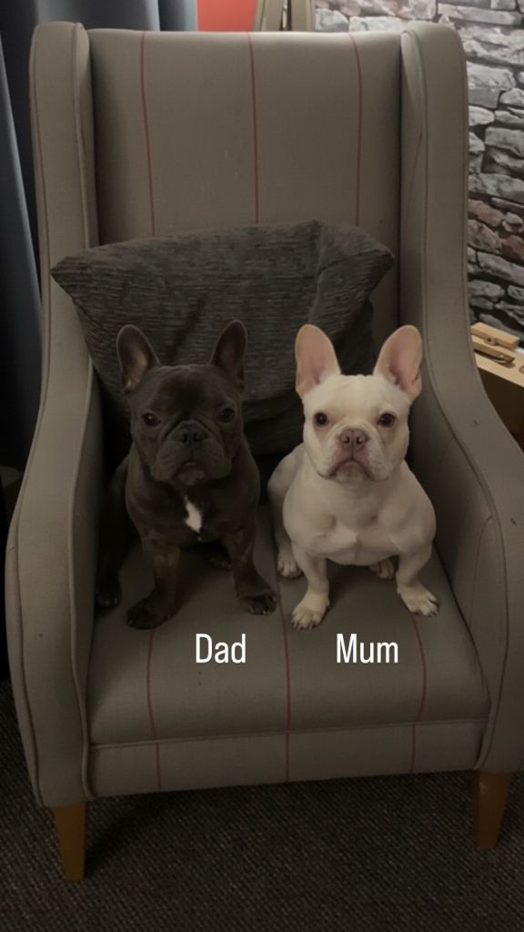 French Bulldog Pups KC Reg