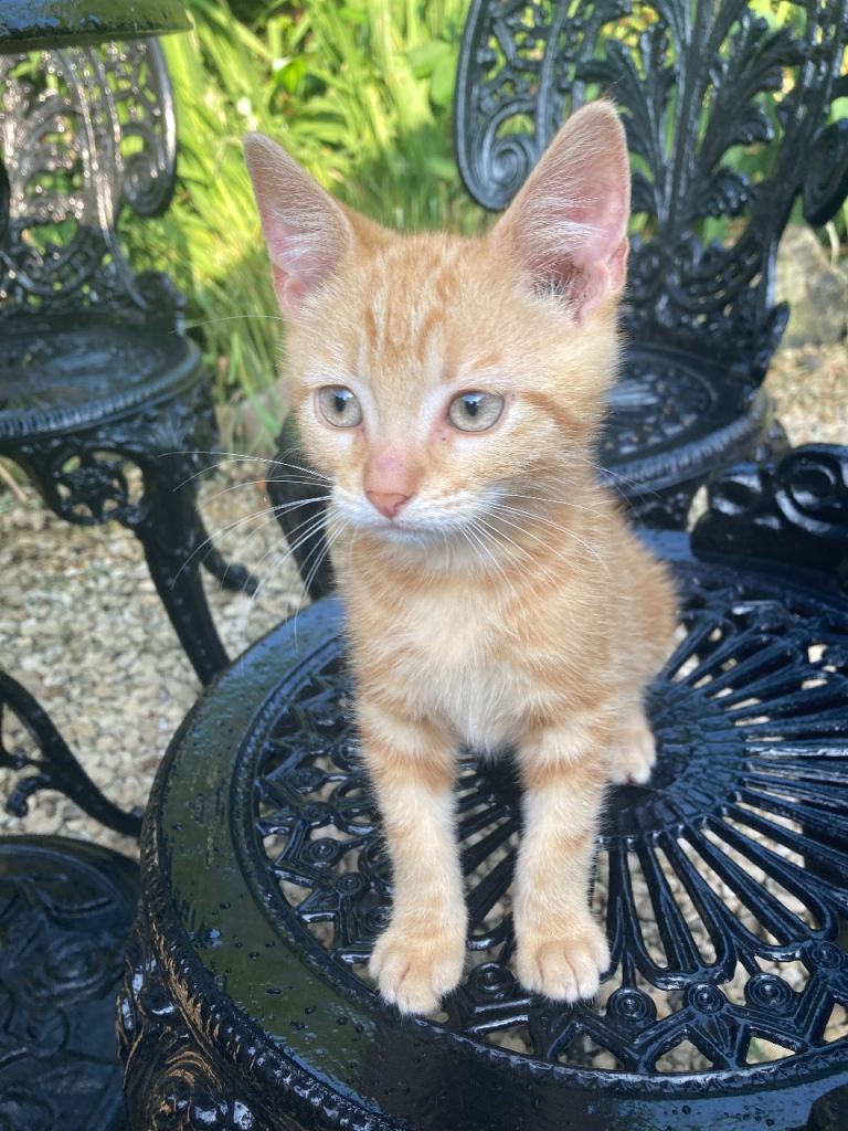 Ginger male kitten 9 weeks old 