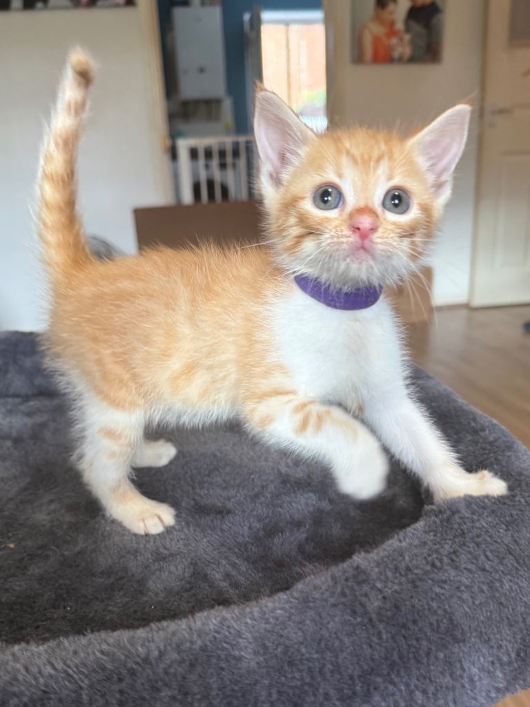 3 beautiful ginger kittens 