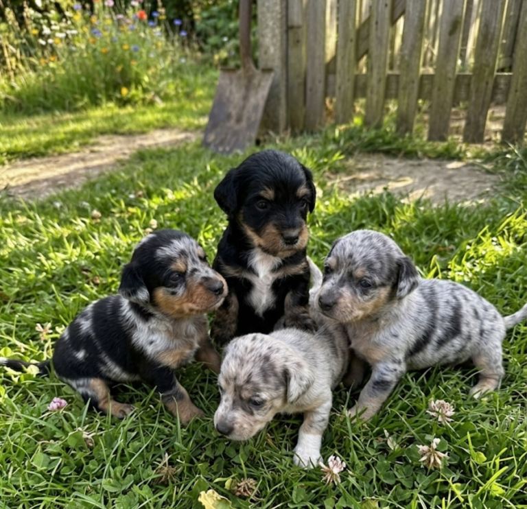 Jackshunds puppys