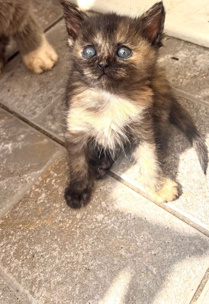 Beautiful kittens ready now